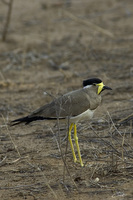 Vanellus malabaricus   Yellow-wattled Lapwing photo