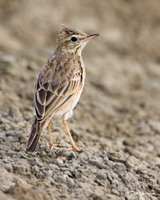 Oriental Skylark