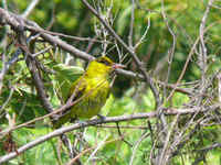 Black-naped Oriole