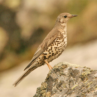 Mistle Thrush