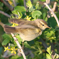 Greenish Warbler