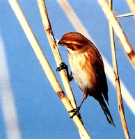 검은머리쑥새 (Emberiza schoeniclus nortoniensis)