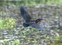 Black Bittern Ixobrychus flavicollis