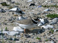 Stor præstekrave (Charadrius hiaticula)