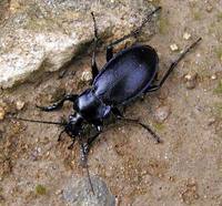 Carabus scheidleri