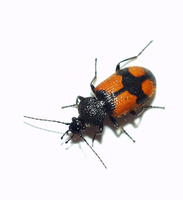 Panagaeus cruxmajor