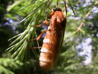 Coenomyia ferruginea