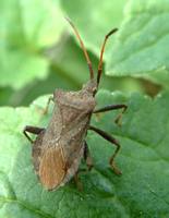 Coreus marginatus