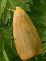 Cybosia mesomella - Four-dotted Footman
