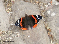 Vanessa atalanta - Red Admiral