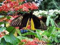 Troides amphrysus