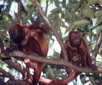 Red howler (Alouatta seniculus)