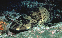 Cephaloscyllium ventriosum, Swellshark: gamefish, aquarium