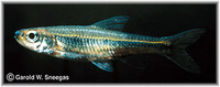 Notropis greenei, Wedgespot shiner: