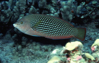 Anampses cuvier, Pearl wrasse: aquarium