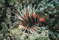 Pterois radiata, Radial firefish: fisheries, aquarium