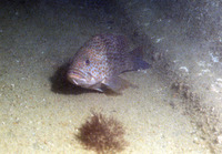 Epinephelus bleekeri, Duskytail grouper: fisheries, aquaculture