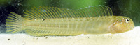 Omobranchus fasciolatus, Arab blenny: