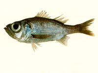 Malakichthys elegans, :