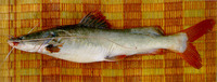 Hemibagrus microphthalmus, : fisheries