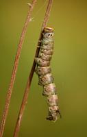 Sphinx pinastri - Pine Hawk-moth