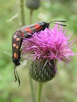 Zygaena filipendulae - Six-spot Blue