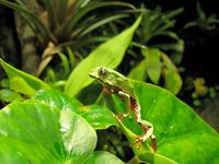 Giant monkey tree frog (Phyllomedusa bicolor)