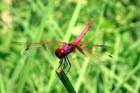 Trithemis aurora
