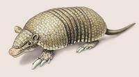 Image of: Cabassous tatouay (greater naked-tailed armadillo)