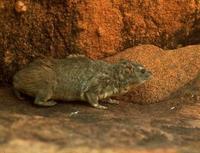 Image of: Heterohyrax brucei (yellow-spotted hyrax)