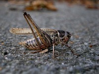 Metrioptera affinis