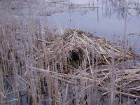 Image of: Ondatra zibethicus (muskrat)