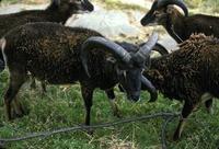 Image of: Ovis aries (mouflon)