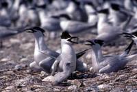 Sterna sandvicensis - Sandwich Tern