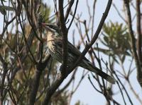 Acanthagenys rufogularis - Spiny-cheeked Honeyeater