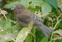 Image of: Carpodacus vinaceus (vinaceous rosefinch)