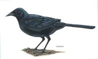 Image of: Dives dives (melodious blackbird)