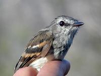 Image of: Myiophobus fasciatus (bran-coloured flycatcher)