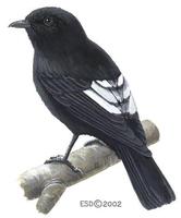 Image of: Peneothello sigillata (white-winged robin)