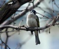 Image of: Pycnonotus sinensis (light-vented bulbul)