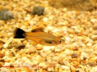 Xiphophorus hellerii - Green Swordtail