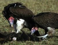 Image of: Torgos tracheliotus (lappet-faced vulture)