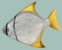 Image of: Monodactylus argenteus (diamond moonfish)