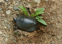 Image of: Chrysemys picta (painted turtle)