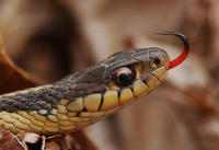 Image of: Thamnophis sirtalis (common garter snake)