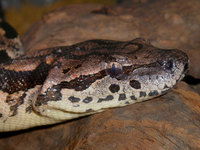 Acrantophis dumerili - Dumeril's Boa