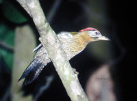 Laced Woodpecker - Picus vittatus