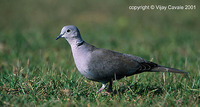 Eurasian Collared Dove - Streptopelia decaocto