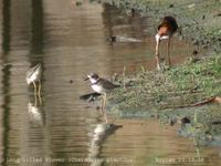 Long-billed Plover - Charadrius placidus