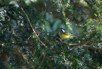 Flamecrest - Regulus goodfellowi